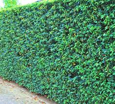 Maybe you would like to learn more about one of these? Een Portugese Laurier Planten In De Tuin Woningfacts