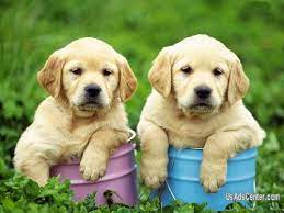Calcasieu parish, lake charles, la id: Labrador Retriever Puppies For Free Adoption Pets For Sale In Angola Louisiana Usadscenter Com Mobile 78464