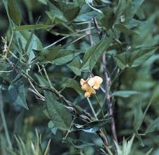 Image result for Vigna luteola