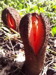 Image result for Hydnora