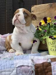 I have six akc english bulldog puppies for sale. English Bulldog Puppies For Sale In Pa Lancaster Puppies