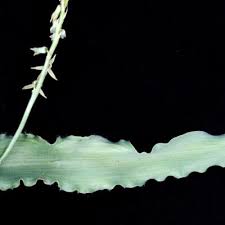 Image result for Dipcadi platyphyllum