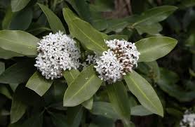 Image result for Acokanthera