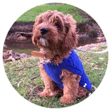 See cavachon puppies for sale from a cavachon breeder, denning farms. Toy Cavoodle Puppies Melbourne Victoria Urban Puppies