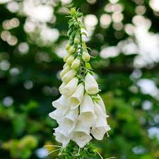 Image result for Digitalis purpurea alba/ red spots