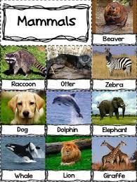 Folge deiner leidenschaft bei ebay! Life Science All Kinds Of Animals By A Traveled Teacher Tpt