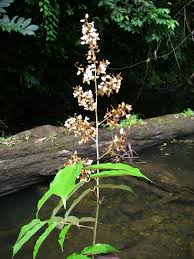 Image result for Millettia dura