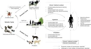 Image result for Q Fever