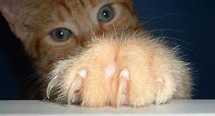 Claw Anatomy Britannica