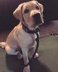 Getting your puppy started out on the right paw is crucial. Dallas Fort Worth Puppy Training Board Train Obedience K9 League