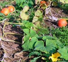 Patio climbing zucchini seeds this is for 15 seeds climbing zucchini this is by far a talk of your area if you have one. Squash And Zucchini