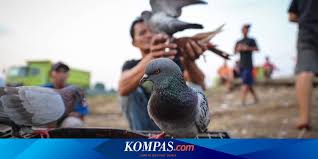 Saat hamil, tubuh ibu harus menyediakan pasokan darah dua kali lipat untuk dirinya sendiri dan juga janin. Merpati Ternyata Cerdas Bisa Berpikir Abstrak Seperti Manusia Halaman All Kompas Com