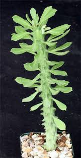 Image result for Monadenium