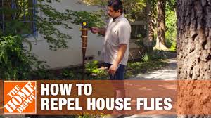 Garden décor, garden tools, insect & pest control, lawn mowers How To Keep Flies Away And Prevent Flies In Your House Youtube