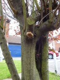 Image result for Phellinus pomaceus