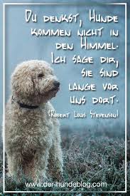 Hunde kommen, wenn man sie ruft. 35 Coole Hunde Spruche Hunde Zitate Ideen Hund Zitat Hundespruche Hunde