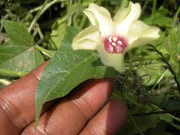 Image result for Hewittia malabarica