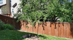 Buy pleached ornamental pear trees from hopes grove nurseries. Watering Schedule For New Trees 410686 Ask Extension