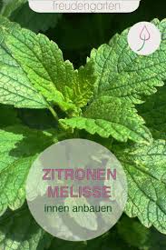 Zitronenmelisse Innen Anbauen Pflanzen Bepflanzung Und Zitronenmelisse