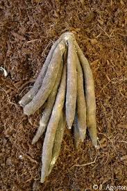 Image result for Commelina aspera