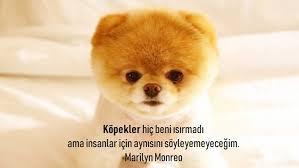 Kopeklerle Ilgili Sozler Kopekler Ile Ilgili Guzel Sozler