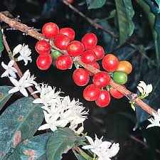 Image result for Coffea