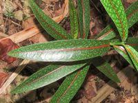 Image result for Coptosperma