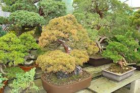 Herons Bonsai Nursery Near Lingfield Hints And Tips