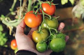 In southern regions, light afternoon shade (natural or applied, e.g., row covers) will help tomatoes to survive and thrive. 11 Must Know Tips To Growing Tomatoes Indoors Two Peas In A Condo