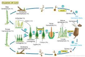 Seedless vascular plants include mosses and ferns. Plants Ii Non Vascular And Seedless Vascular Plants Biol110f2012 Confluence