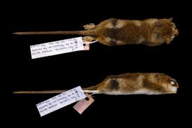 Image result for Monotes glaber