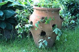 Maybe you would like to learn more about one of these? Comment Cultiver Un Fraisier En Pot Les Bons Gestes