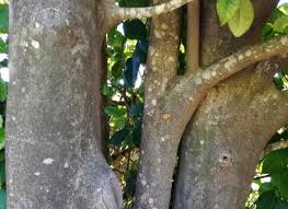 Image result for Elaeodendron croceum