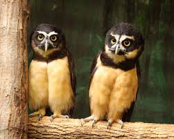 Understand that the amount of people who went through falconry courses to be able to receive. 7 Reasons Owls Make Great Pets Pethelpful By Fellow Animal Lovers And Experts