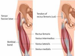 Thus, quadriceps exercises bring the hip from an extended to a flexed position like the leg press, it emphasizes the quadriceps but requires less technical skill and stabilizing muscles than a free weight squat. A Scientific Analysis Of The Quads During Leg Extensions Breaking Muscle