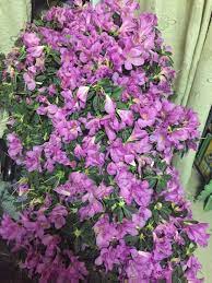 Azalea Flowers Wilting All At Once Bbc Gardeners World Magazine