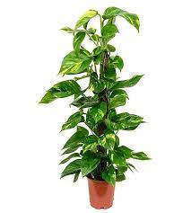 It help plants maintain the water and nutrition for growing better. Money Plant Variegated With Moss Stick 24 Thegreenyard In