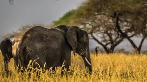 Where The Elephants Roam: 7 Places In ...