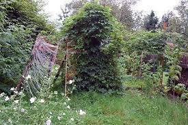 Wichtige Krauter Fur Die Mama Der Hopfen Mami Rocks Garten Und Outdoor Hopfen Krauter