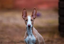 Below is the list of puppy for sale ads on our site. Amedelyofpotpourri Basenji Puppies For Sale California