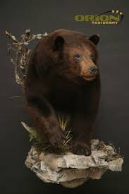 Black Bear Half Mount Half Body Black Bear Bear Mounts Black Bear Bear