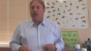 Do you have an established flea infestation? Pest Control Tips How To Get Rid Of A Flea Infestation Youtube