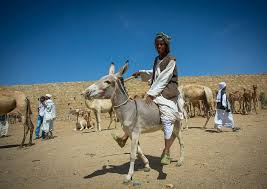 A camel, donkey and a cow found roaming together along a road near goddard, kansas. Pin On Burros Mulas Y Yo Donkeys Mules Me