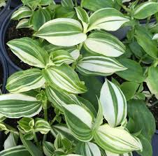 Image result for Tradescantia zebrina