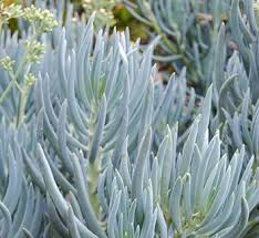 Image result for Senecio greenwayi