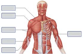 Sacroiliac pain can mimic other conditions, such as a herniated disc or hip problem. Chapter 10 Diagram Quizlet