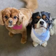 See reviews, photos, directions, phone numbers and more for tlc pet grooming locations in binghamton, ny. Tlc Doggy Day Spa Inc 31 Photos 36 Reviews Pet Groomers 225 E Main St Huntington Ny Phone Number Yelp