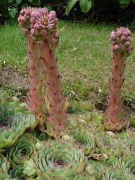 The rosettes are vibrant rich red with green tips and sometimes have yellow variegated color as well. Sempervivum Wikipedia