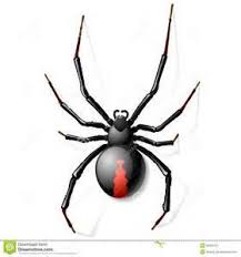 From wikipedia, the free encyclopedia. Perry S Pest Pros Home Facebook