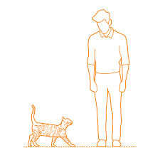 Bengal Cat Dimensions Drawings Dimensions Guide